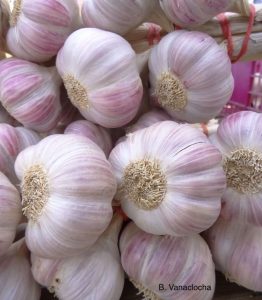 Tintura de Ajo thumbnail tintura de ajo